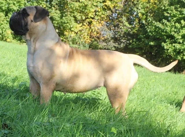 Bullmastiff Banshee, foto 2