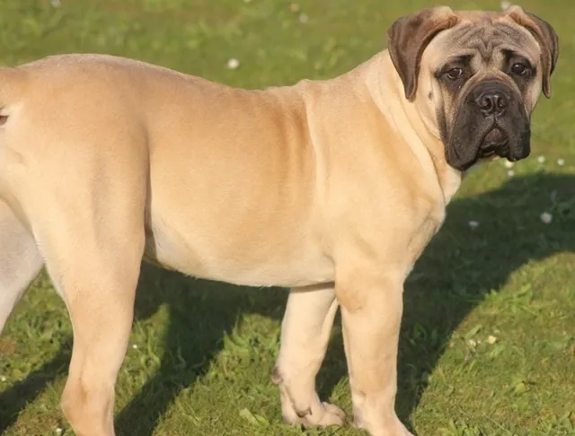 Bullmastiff teef Banshee, zandkleurig, in het gras