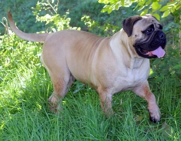 Bullmastiff Banshee, foto 3