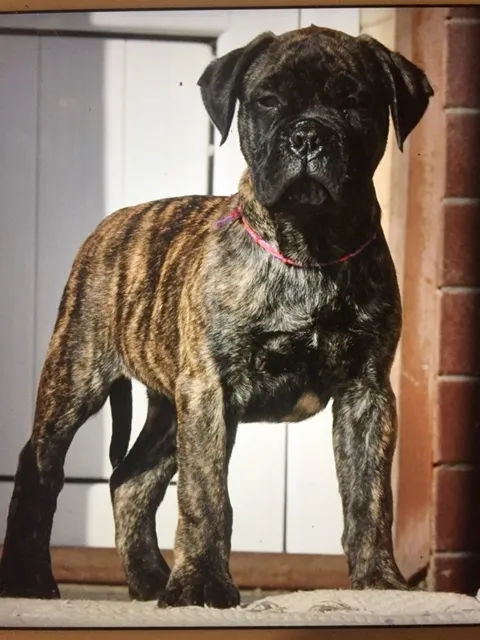 Bullmastiff Barahas, foto 3