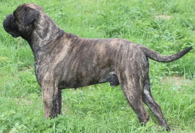 Bullmastiff Barahas, foto 2