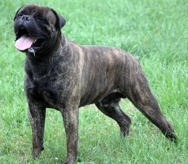 Bullmastiff reu Barahas in brindle