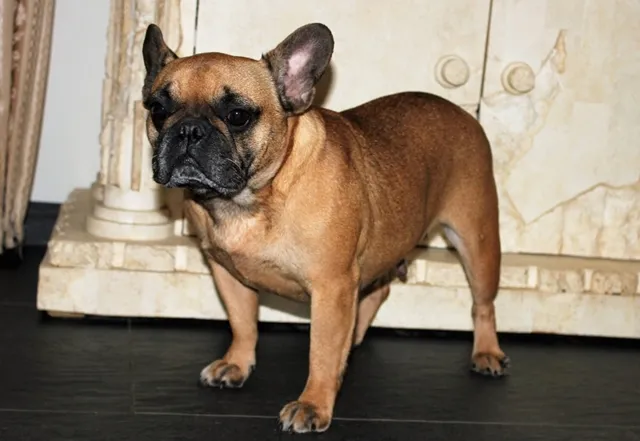 Franse Bulldog Beauty, foto 1
