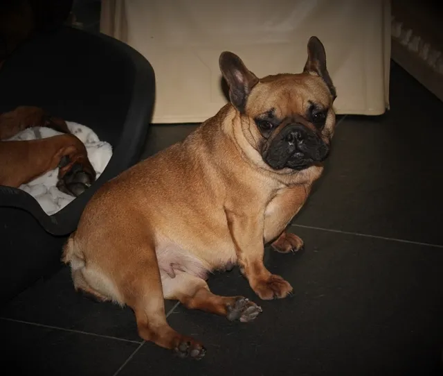 Franse Bulldog Beauty, foto 2