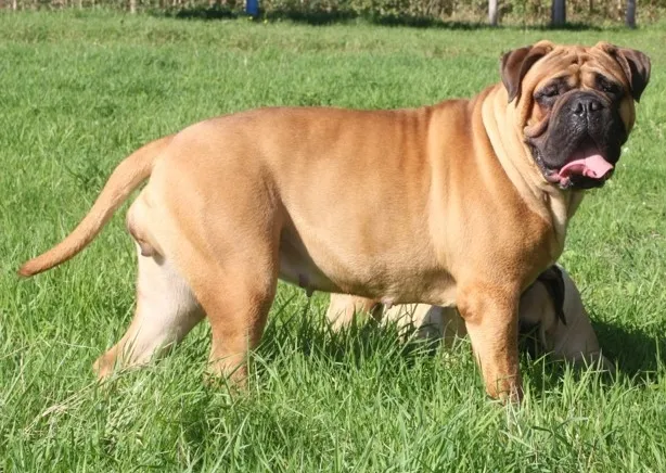 Bullmastiff teef Betty Boop staand in het gras