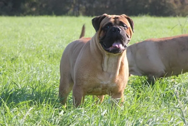 Bullmastiff Betty Boop, foto 2