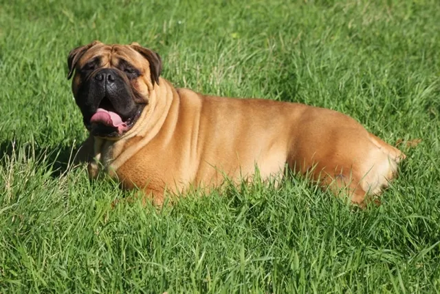 Bullmastiff Betty Boop, foto 3