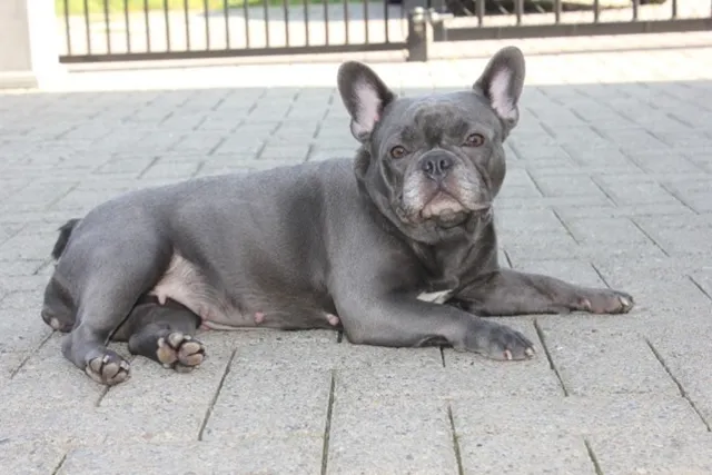 Franse Bulldog Cloé, foto 1