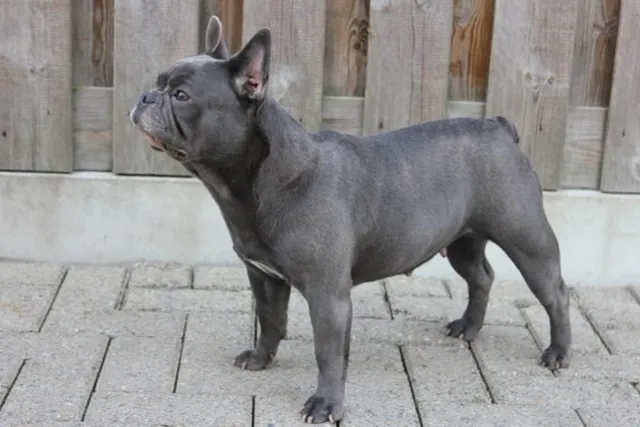 Franse Bulldog Cloé, foto 2
