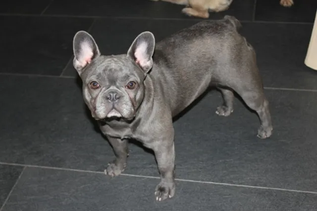 Franse Bulldog Cloé, foto 3