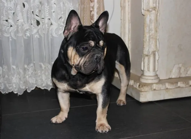 Franse Bulldog Dino Max, foto 1