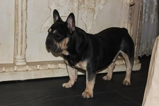 Franse Bulldog Dino Max, foto 2