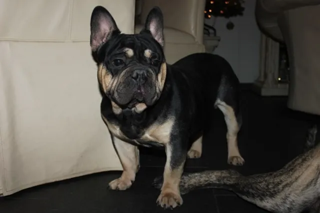Franse Bulldog Dino Max, foto 3