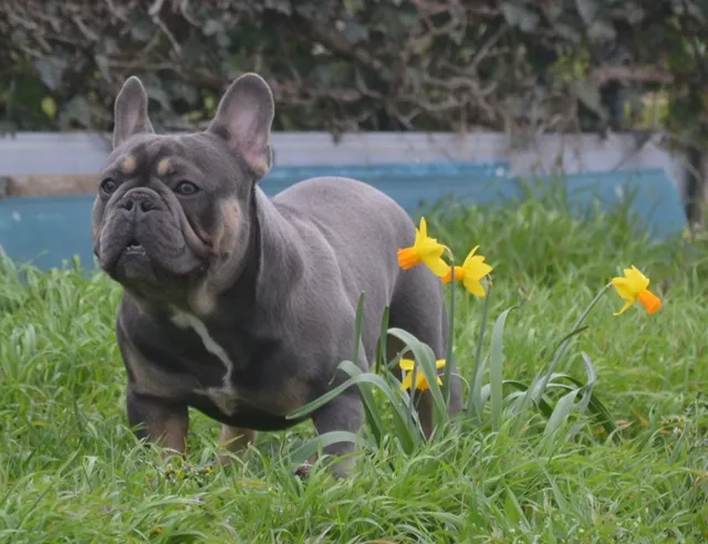 Franse Bulldog Mr. Grey, foto 2