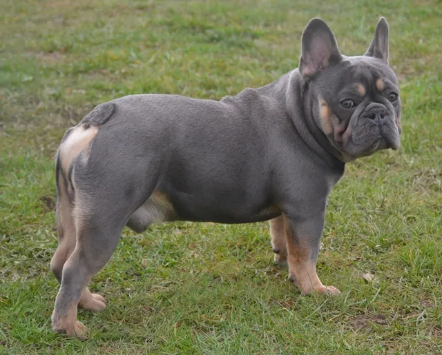Franse Bulldog reu Mr. Grey in blue tan