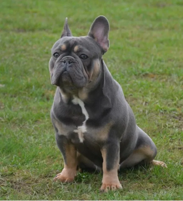 Franse Bulldog Mr. Grey, foto 3