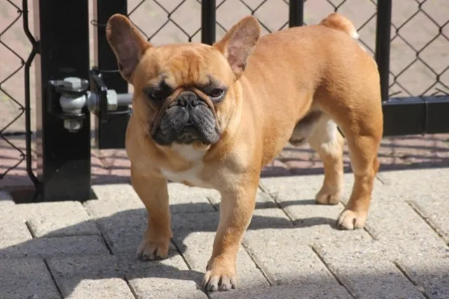 Franse Bulldog reu Inferno in de kleur red fawn