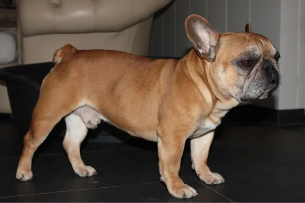 Franse Bulldog Inferno, foto 2