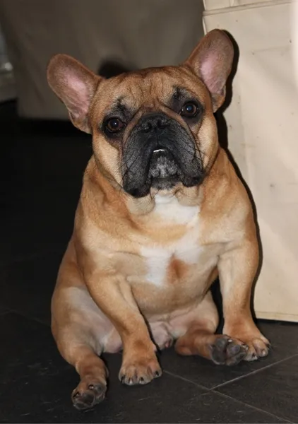 Franse Bulldog Inferno, foto 3