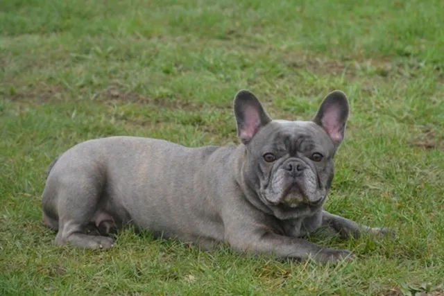 Franse Bulldog Miss Ivy, foto 2