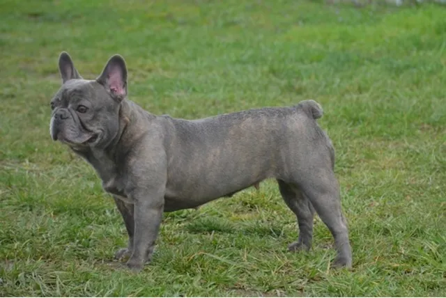 Franse Bulldog Miss Ivy, foto 1