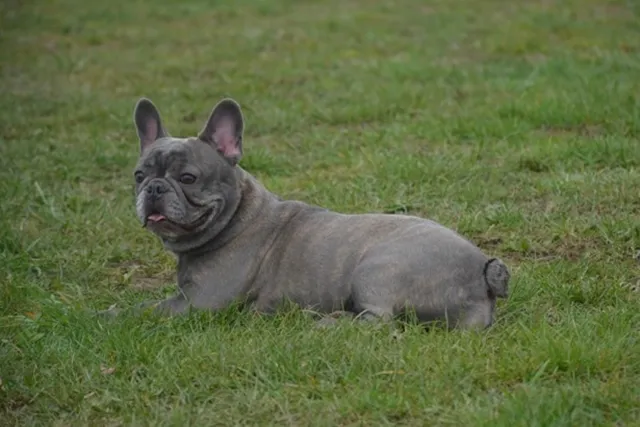 Franse Bulldog Miss Ivy, foto 3