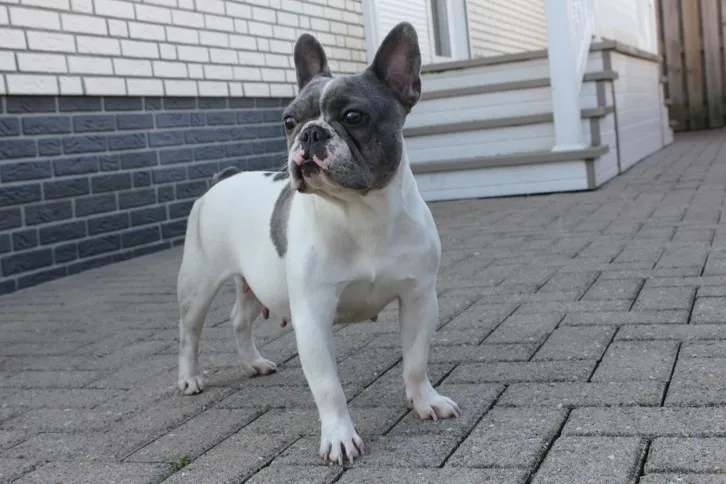 Franse Bulldog Molly, foto 1