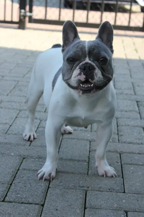Franse Bulldog Molly, foto 3