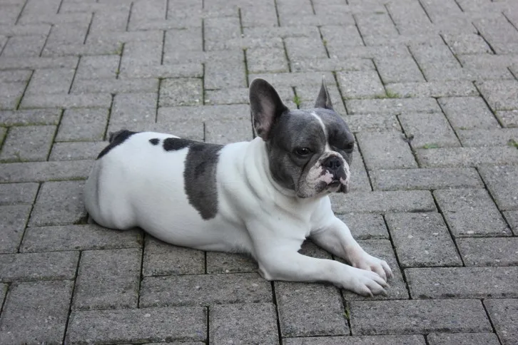Franse Bulldog Molly, foto 2