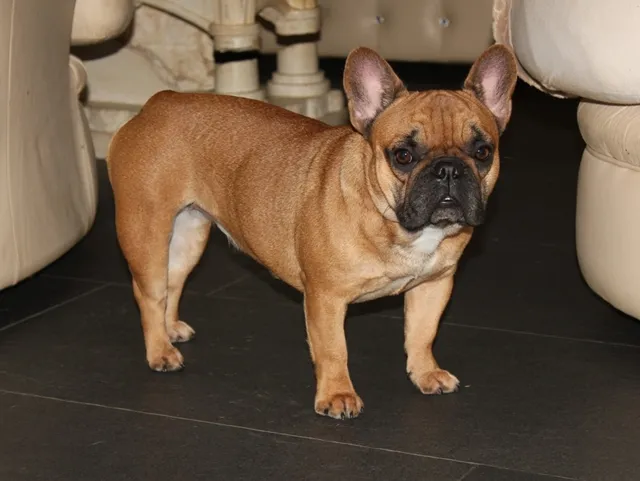 Franse Bulldog teef Nina in de kleur red fawn