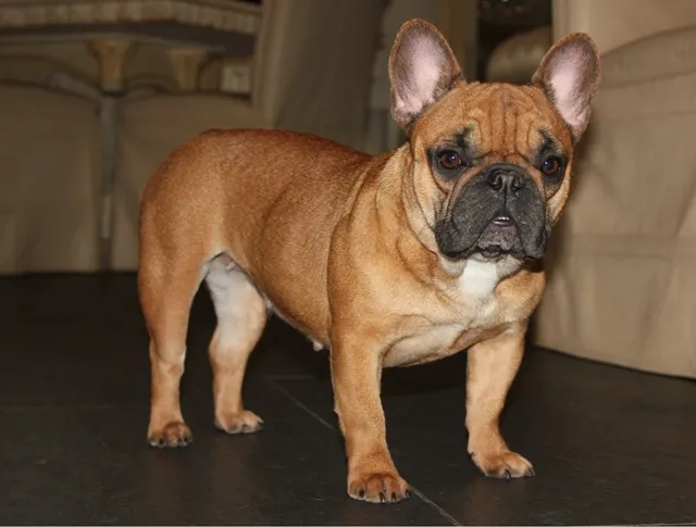 Franse Bulldog Nina, foto 2