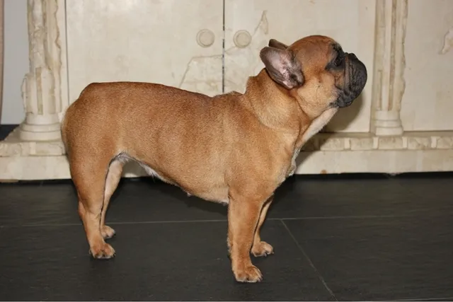 Franse Bulldog Nina, foto 3
