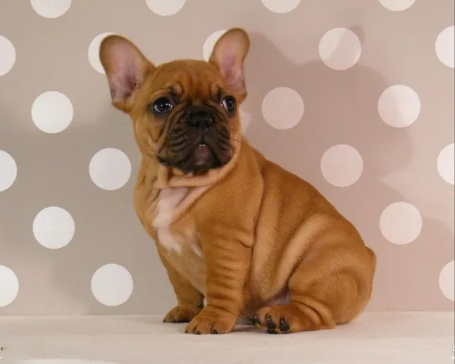 Jonge Franse Bulldog Quintino zittend voor een gestipte achtergrond