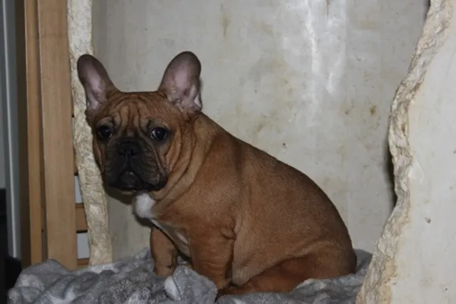 Franse Bulldog Quintino, foto 3