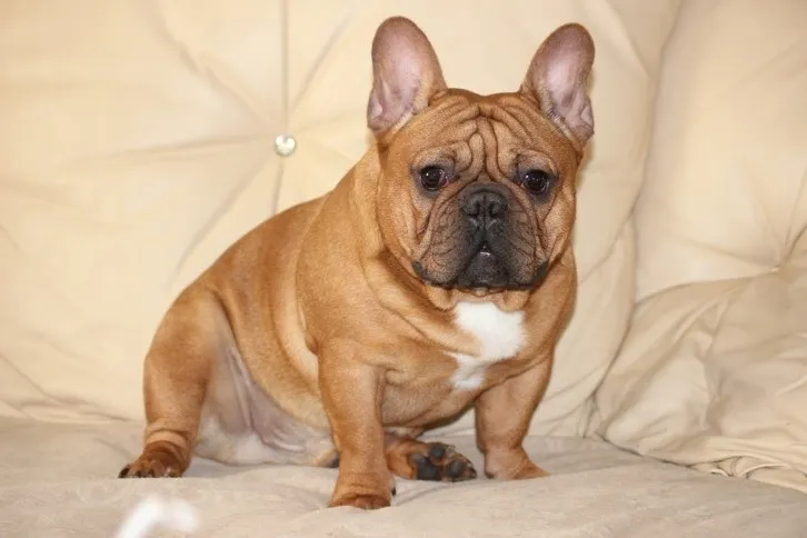 Franse Bulldog Quintino, foto 1