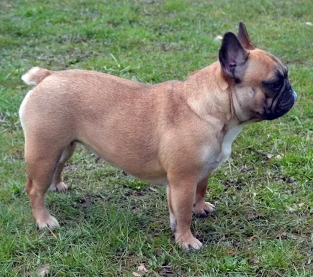 Franse Bulldog Roosje, foto 1