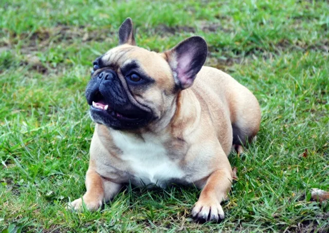 Franse Bulldog Roosje, foto 2
