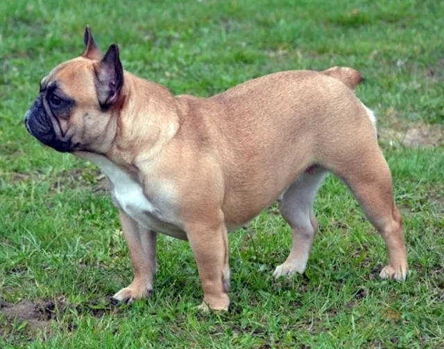 Franse Bulldog Roosje, foto 3