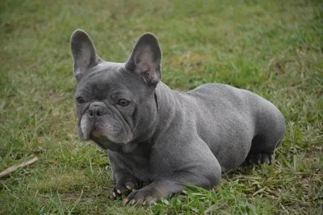 Franse Bulldog Silver, foto 2