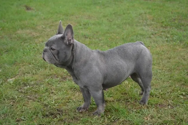 Franse Bulldog Silver, foto 1