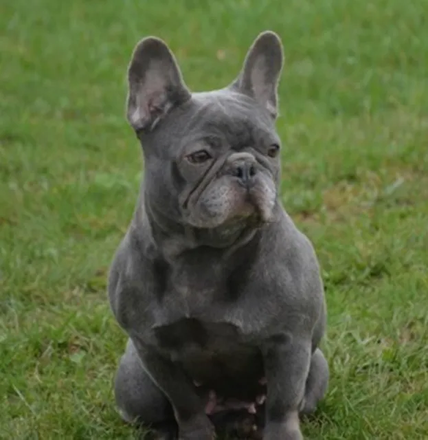Franse Bulldog Silver, foto 3