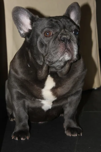 Franse Bulldog Tigger, foto 2