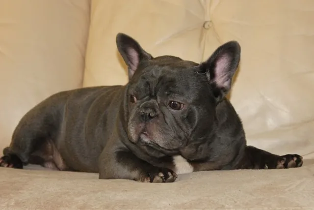 Franse Bulldog Tigger, foto 1