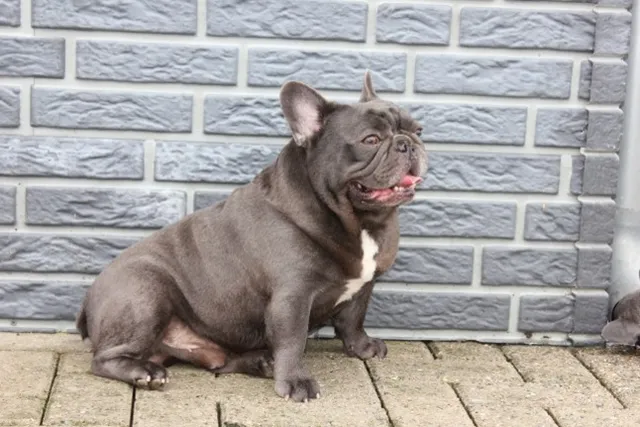 Franse Bulldog Tigger, foto 3